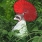 Created by thumbnail image