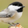 undefined thumbnail image